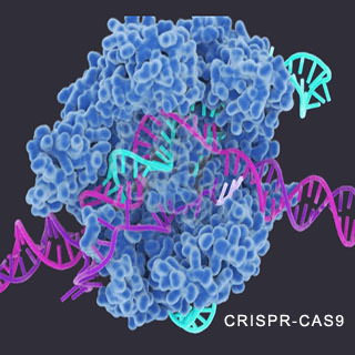 CRISPR CAS9 Gene editing
