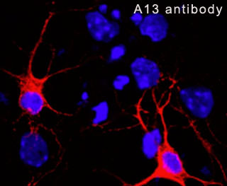 The antibody A13